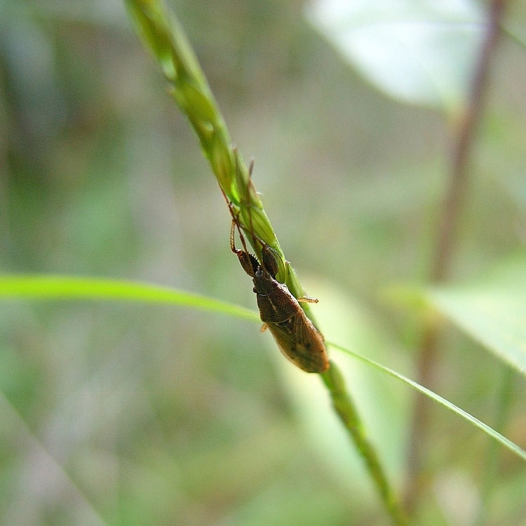 Chinch Bugs All Florida Pest Control