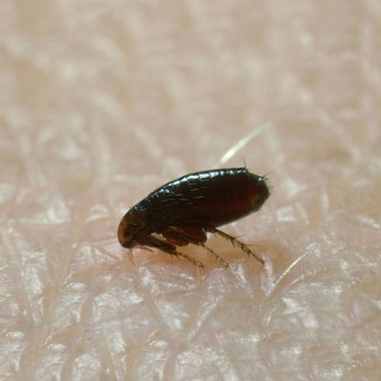 Fleas – All Florida Pest Control