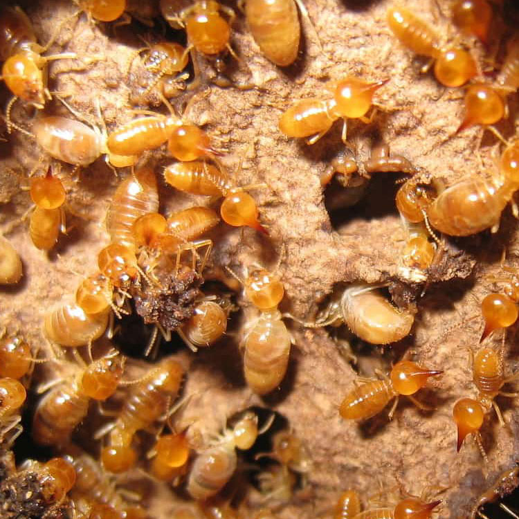 Terrible Termites: Swarming Season is Here!