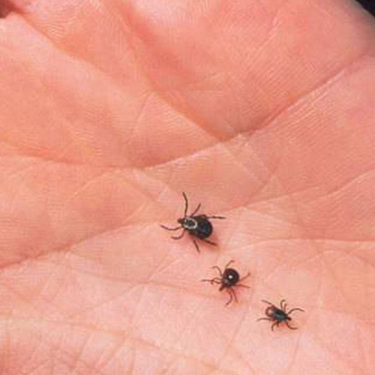 Fascinating Tick Facts Learn About Ticks in Florida