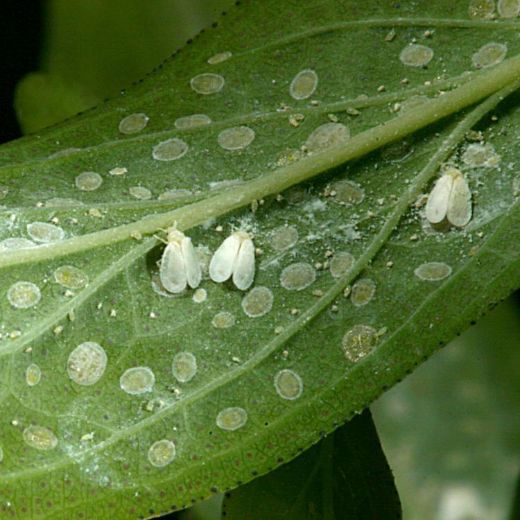 Ficus Whitefly All Florida Pest Control