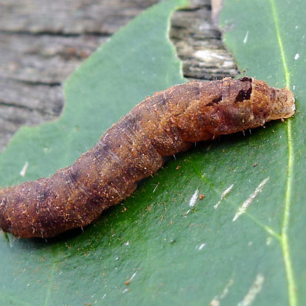 Fascinating Cut Worm Facts  Get Rid of Cut Worms in Florida