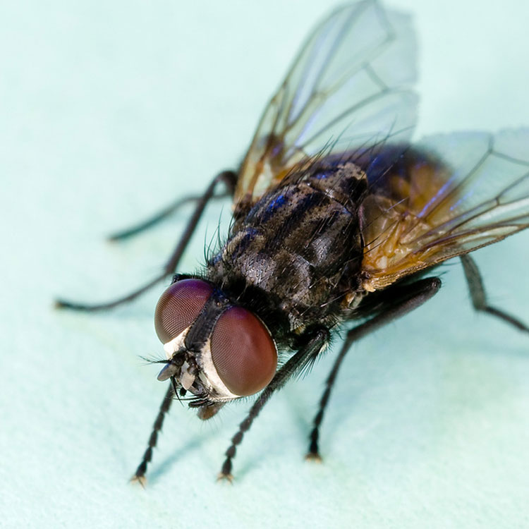 Fascinating Flies Facts Get Rid of Flies in Florida