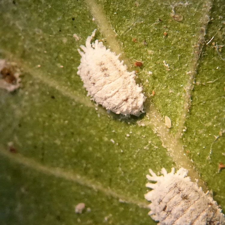 Scale & Mealy Bugs All Florida Pest Control