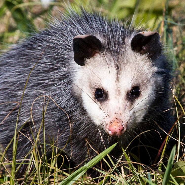 Fascinating Raccoon Facts Learn About Raccoons in Florida