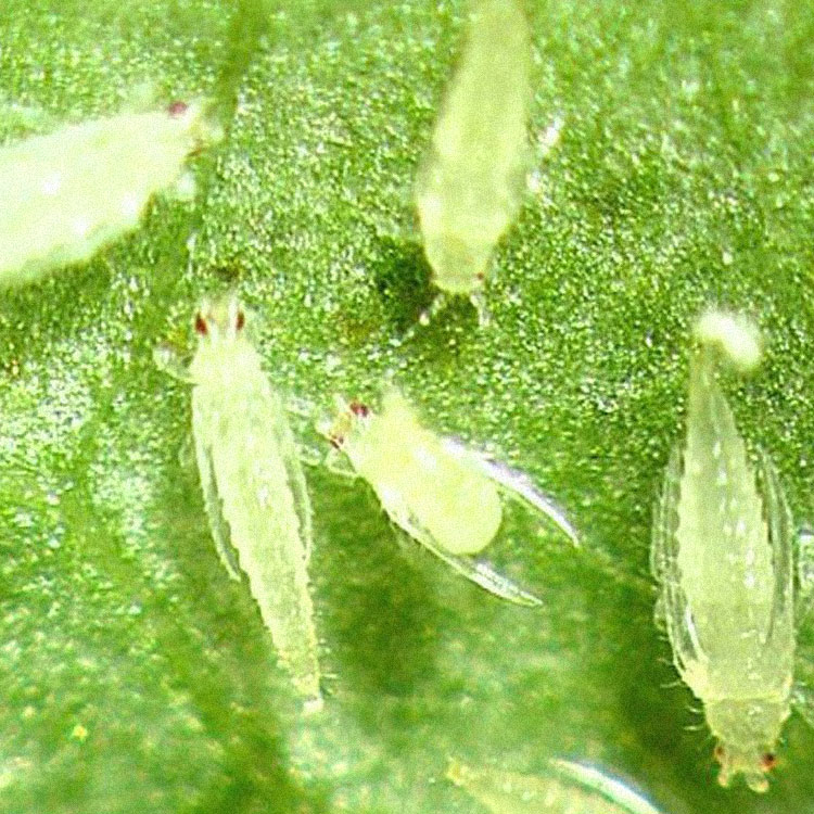 Thrips All Florida Pest Control