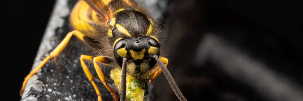 Close-up image of a wasp