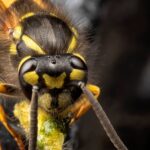 Close-up image of a wasp