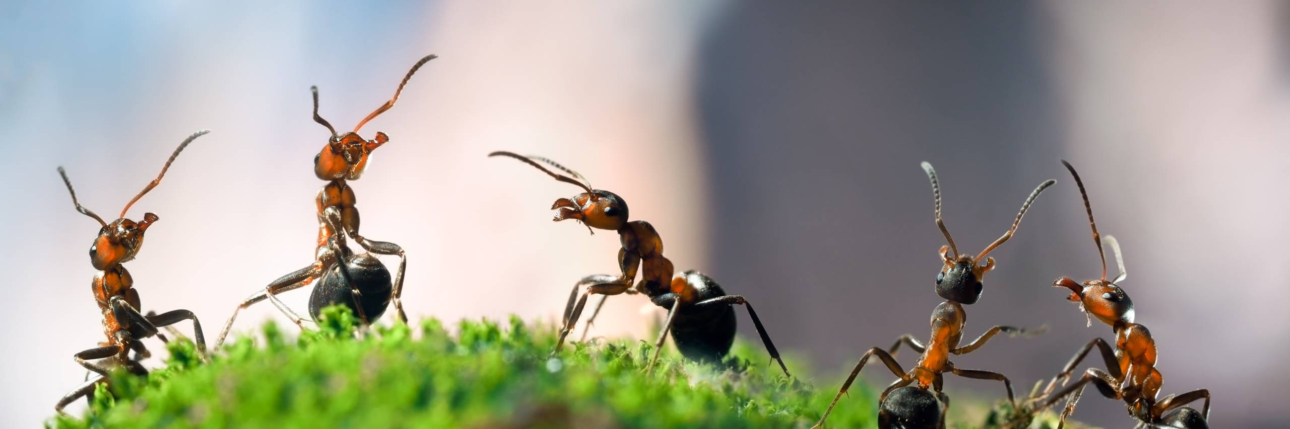 Which Animals Eat Ants in Florida?