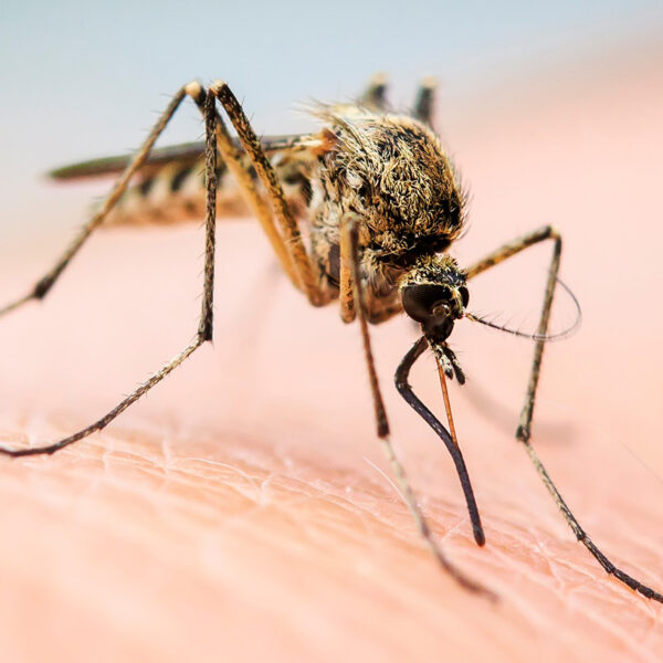 Can You Get Dengue Fever in Florida in Florida | All Florida Pest Control