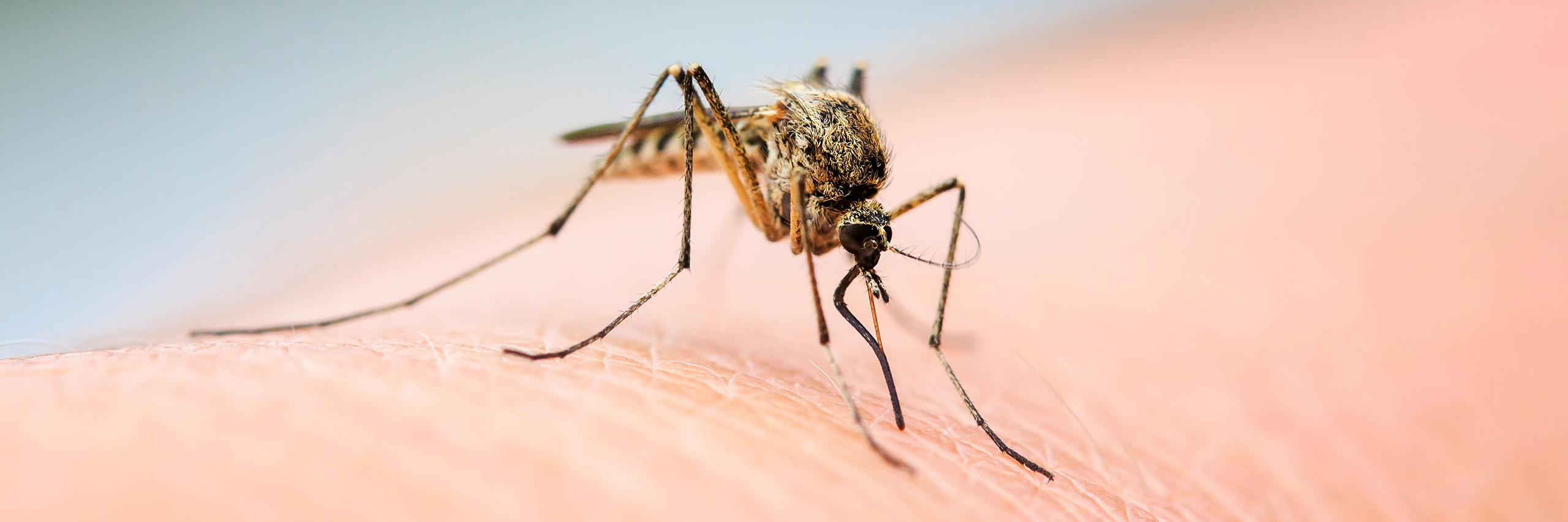 Can You Get Dengue Fever in Florida?