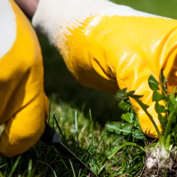 Pulling Weed from Lawn with Tool